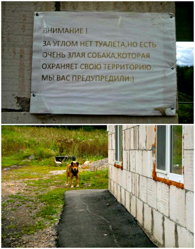 Собака - не фэйк! Не веришь - проверь! | Фото: Twizz, Пикабу. Собака - не фэйк! Не веришь - проверь! | Фото: Twizz, Пикабу.