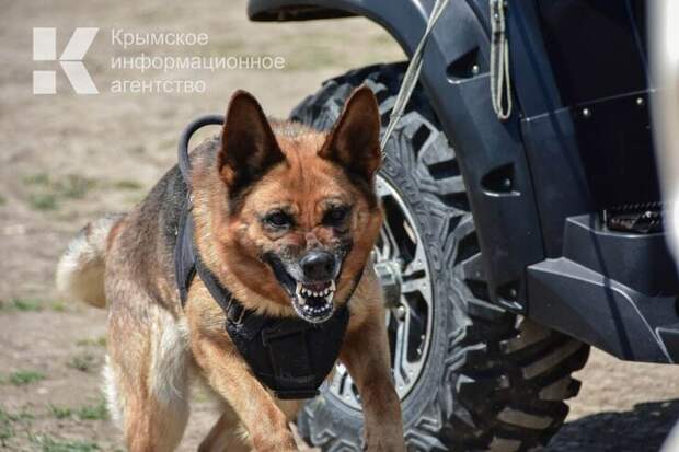 Возле детской площадки в Евпатории собаки напали на девушку