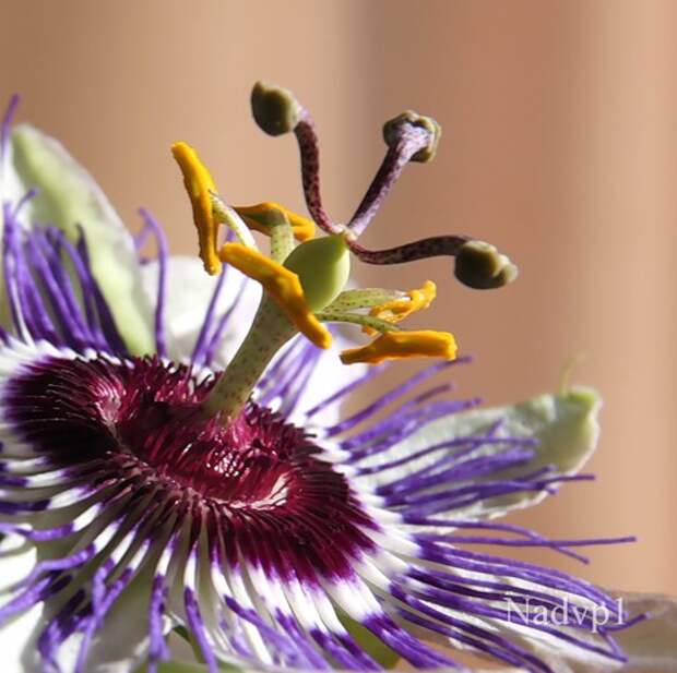 Passiflora caerulea L.