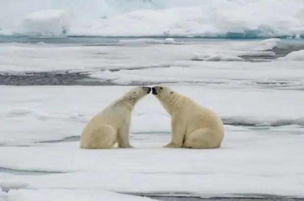 Фото влюбленных животных растопят даже ледяное сердце…