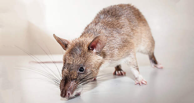 With a little convincing, rats can detect tuberculosis