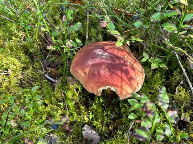 Первые весенние грибы могут появиться в Ленобласти раньше срока