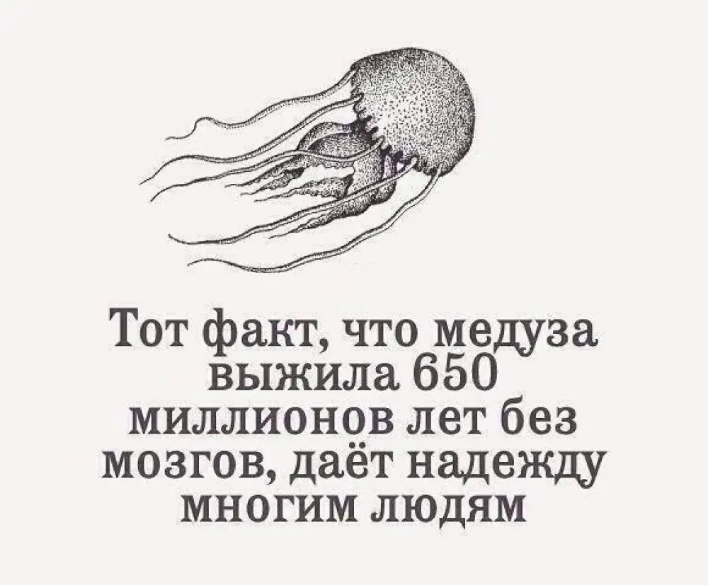 У медузы нет мозга
