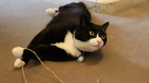 Скончался "главный мышелов" британского МИД кот Палмерстон