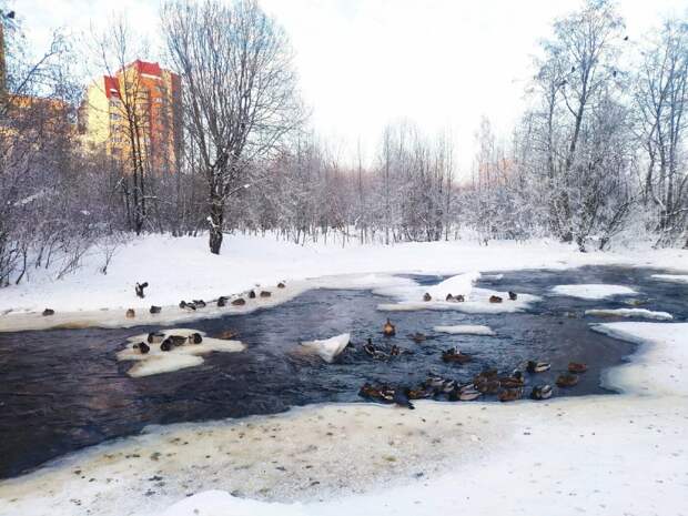 Карельский орнитолог рассказал, сколько уток зимует в Петрозаводске и можно ли их кормить хлебом
