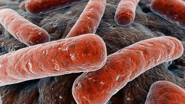 Самые опасные в мире бактерии для человека