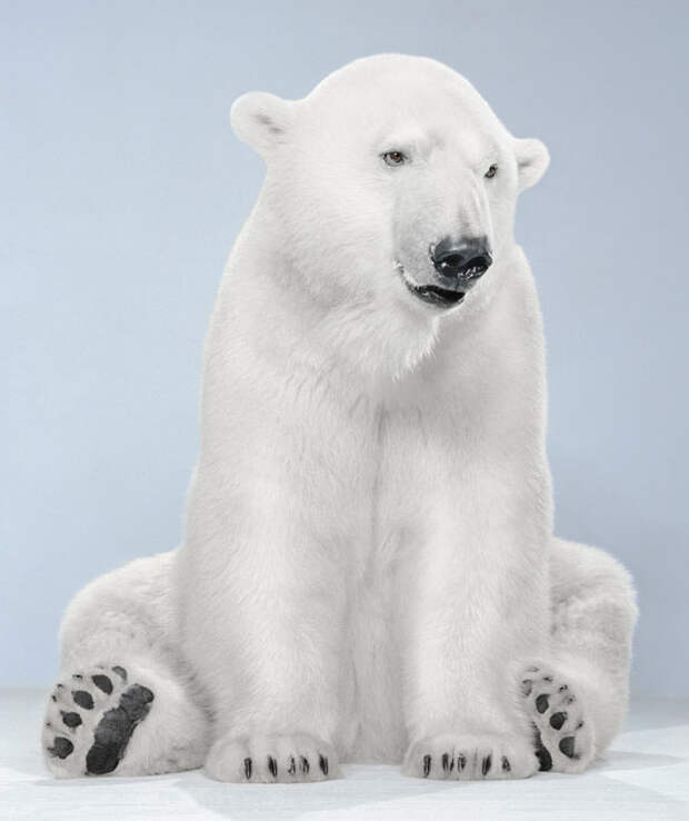 Ми-ми-мишки