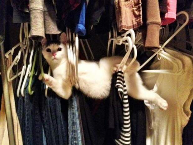 Котики