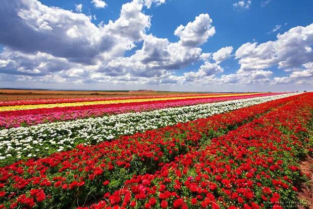 А это не тюльпановые поля в Нидерландах, а поле лютиков на юге Израиля Израиль, красиво, красивые места, природа, страны, страны мира, фото, фотограф