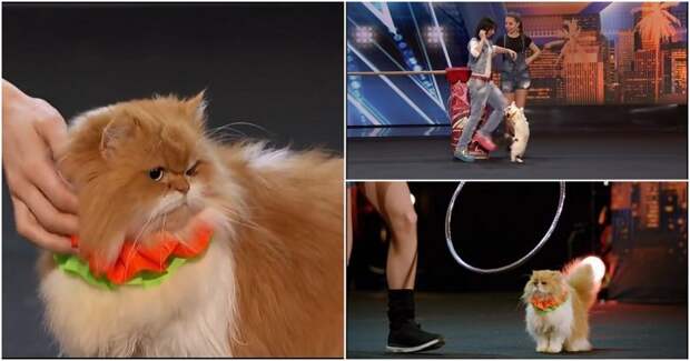 Дрессировщицы кошек покорили зрителей и жюри шоу талантов America's Got Talent, видео, животные, кошки, шоу талантов