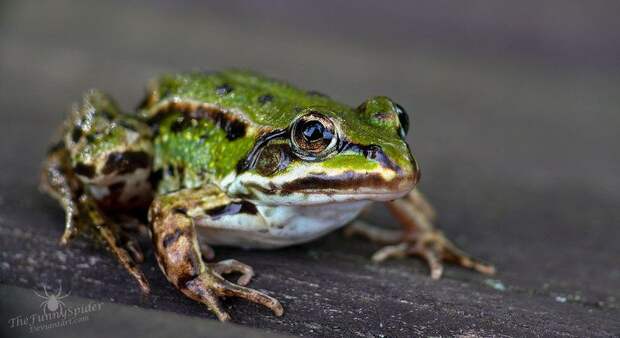 Лягушка Pelophylax kl. esculentus. Free Photo On Pixabay