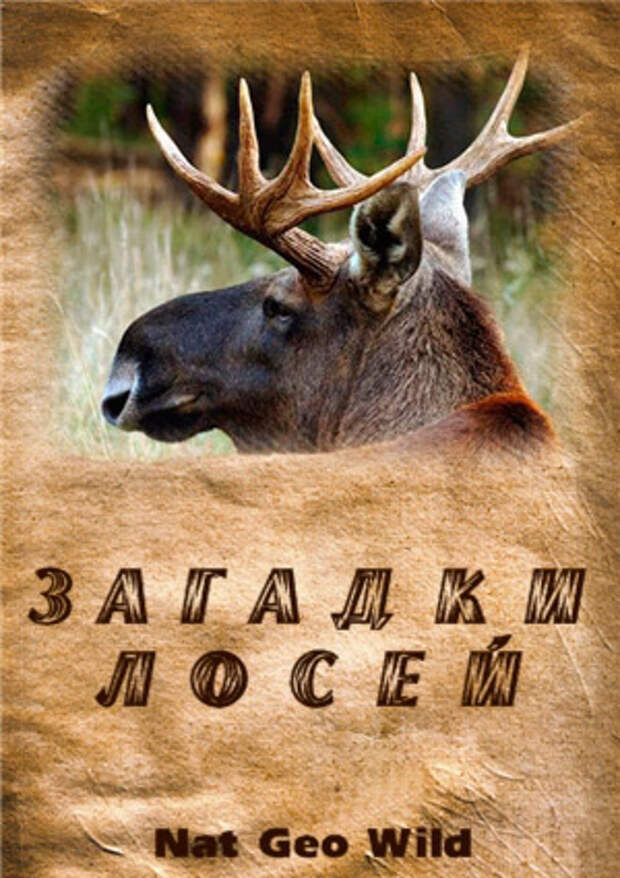 Загадка про лося. Тайны лосей. Загадки о Лосе много. Загадка про лося 2 класс.