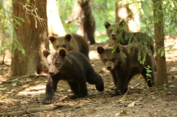 В Центре спасения медвежат-сирот показали подросших косолапых