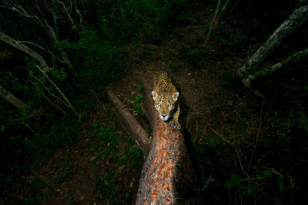 ягуар, живущий в одном из национальных парков Мексики
