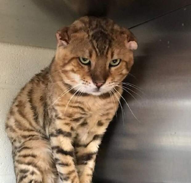 Недовольный кот Злой кот