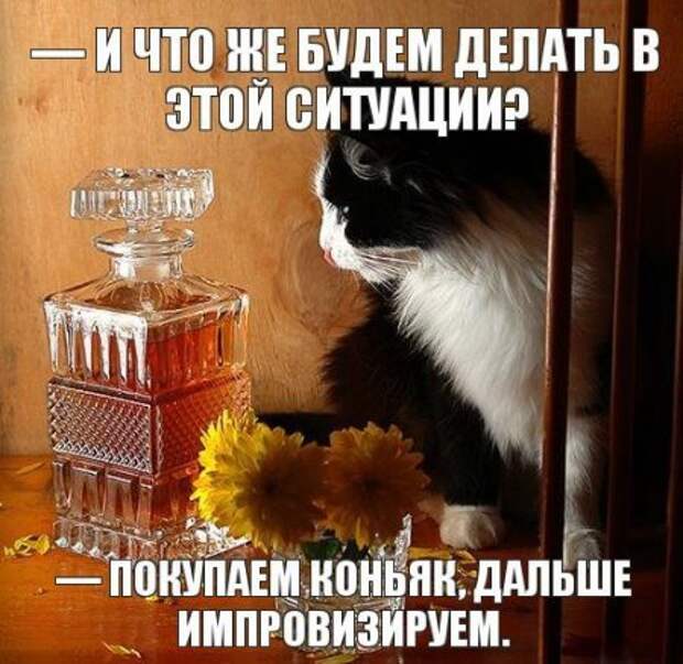 Интересные фразы с картинками о жизни и с юмором.
