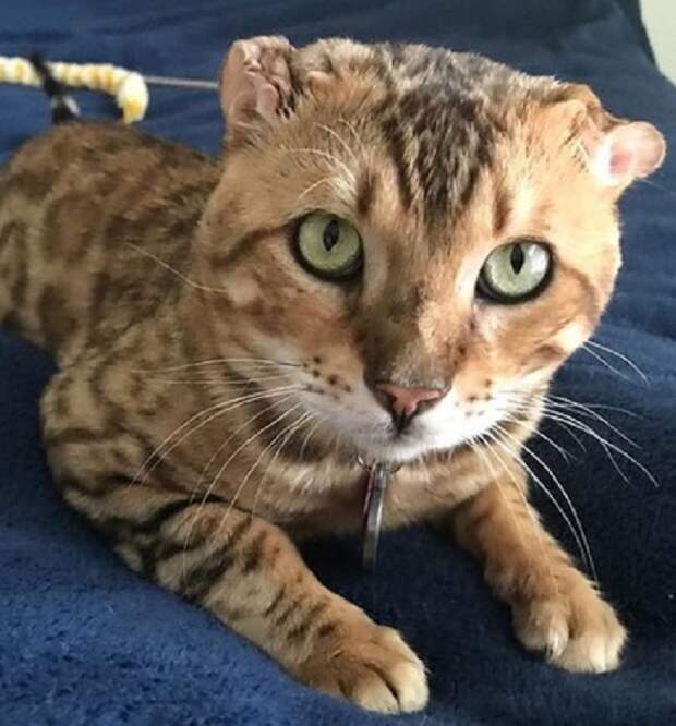 Кот с маленькими ущками Кот лежит