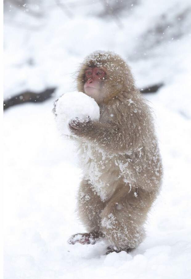 40 очаровательных животных в снегу животные, зима, милота, позитив, снег