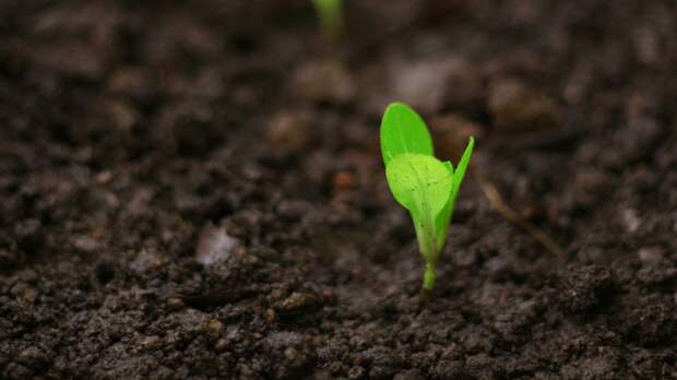 Универсальный грунт — лотерея: как смешать идеальную землю для рассады своими руками