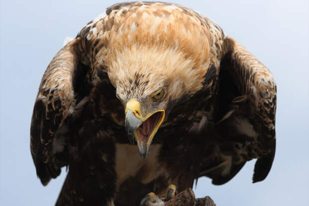 Раненую после обстрела краснокнижную птицу спасли в Уфе