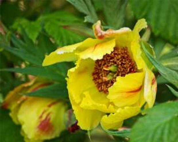 Пион желтый (Paeonia lutea)