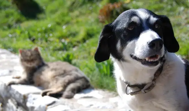 В апреле в Белгородской области нашли бешеных кошку и собаку