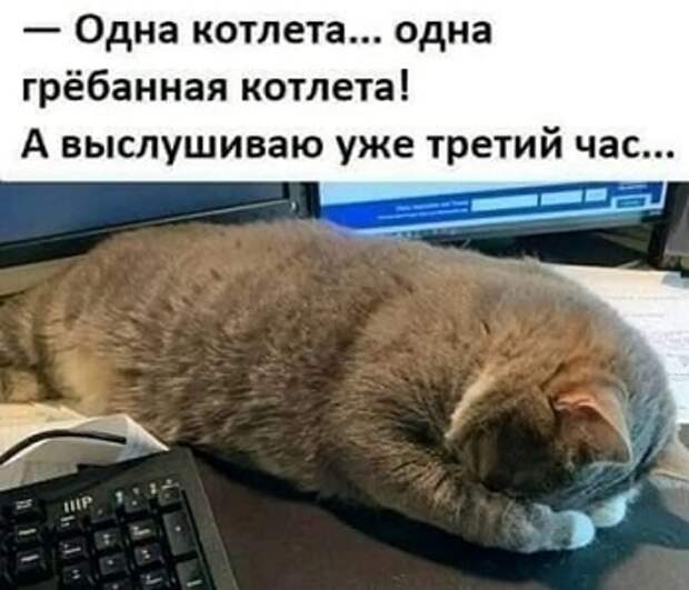 Дневник котэ (один день из жизни)
