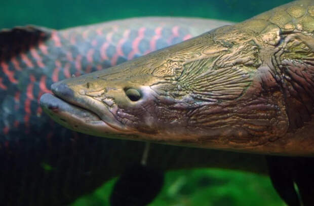 В бразильском штате поймали гигантскую рыбу, которая напугала экологов