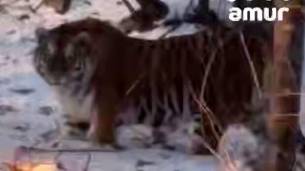 "Киса, кис кис кис!" Жительница Приморья осуществила мечту сняв на видео дикого тигра