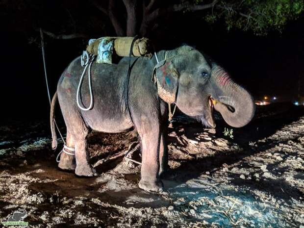 Слониха, познавшая человеческую жестокость, учится жить заново дикие животные, история, история спасения, слон, слоны, спасение животных