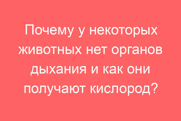 Почему у некоторых животных нет органов дыхания и как они получают кислород?