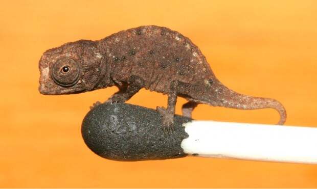 Микрохамелеон Brookesia micra (лат. Brookesia micra)