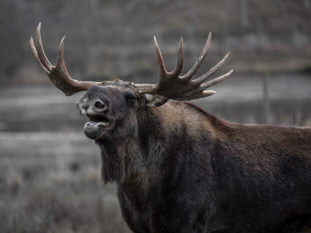 В Саратовской области в праздничные дни на дорогах сбили 5 лосей