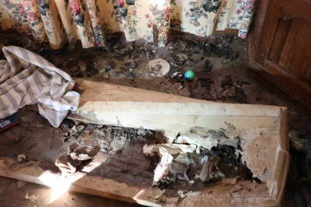 Мертвые котята, сырое мясо и фекалии повсюду: внутри жуткого дома, где женщина держала 118 кошек