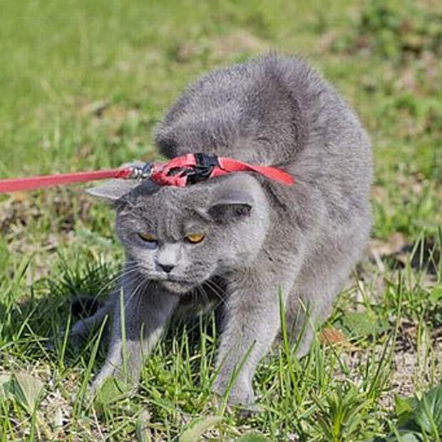 с какого возраста гуляют кошки