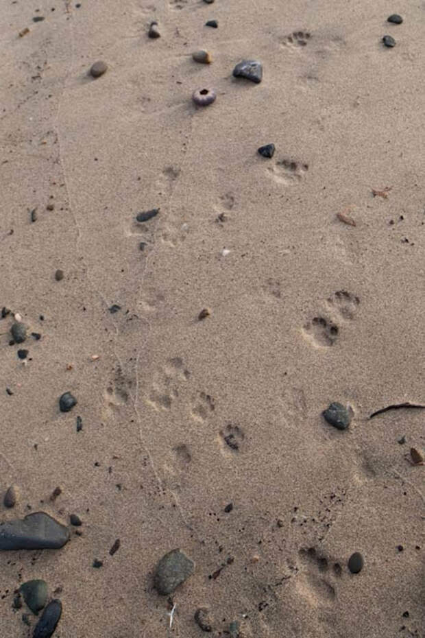 Кошачий рай на японском острове