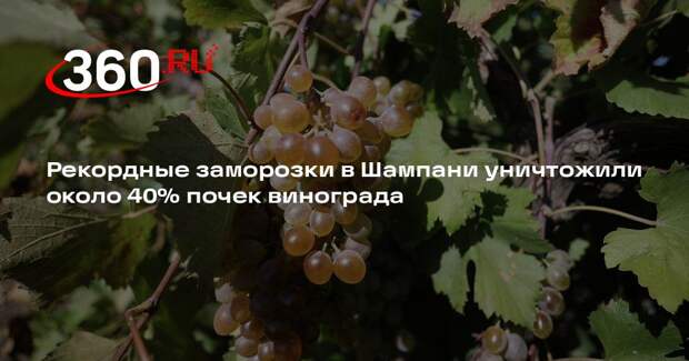 Рекордные заморозки в Шампани уничтожили около 40% почек винограда