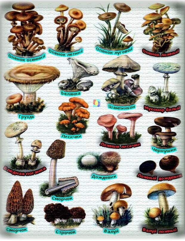 Назовите виды грибов. Съедобные грибы и несъедобные грибы России. «Съедобные и несъедобные грибы». «Плоды Лесные и садовые».. Название съедобных грибов и их название. Съсъездные грибы.