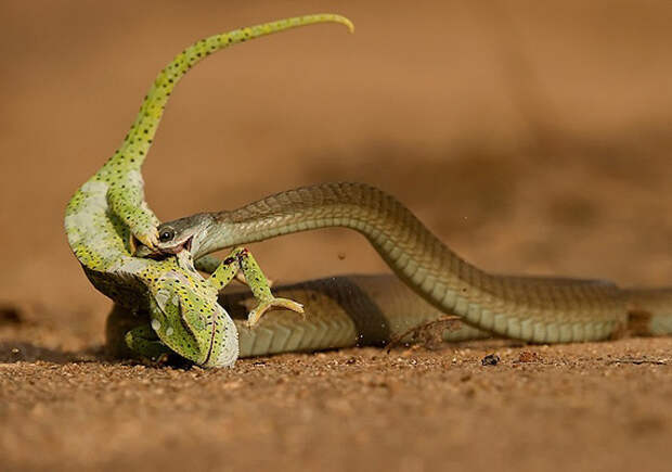 Том Самуэльсон: сезон охоты