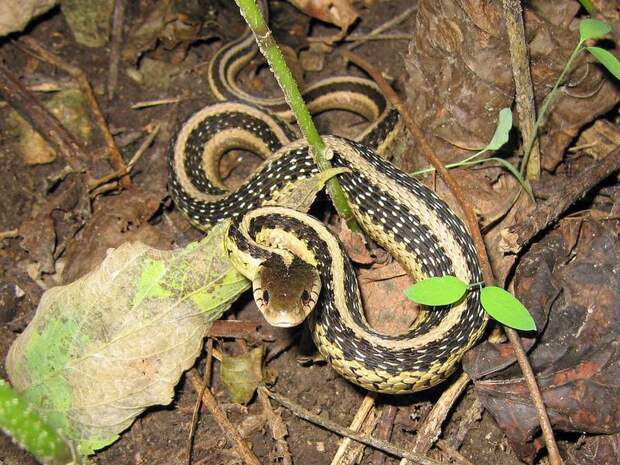 Как выглядит уж фото (вид - Thamnophis sirtalis)