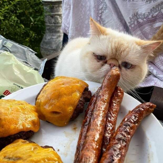 Забавные снимки умоляющих животных, которые просят поесть