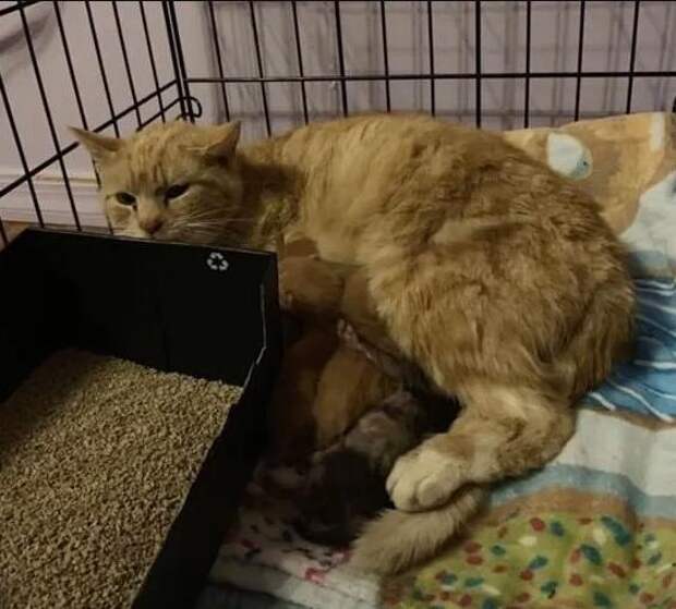 спасение кошки с котятами кошка с котятами