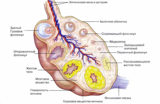 Женское ЗДОРОВЬЕ: Это НЕОБХОДИМО ЗНАТЬ ВСЕМ женщинам!