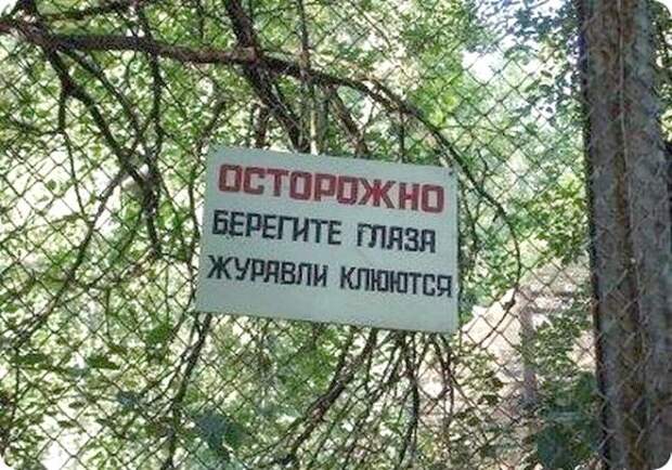 Журавли очень коварные! | Фото: Batona.net. Журавли очень коварные Фото Batonanet