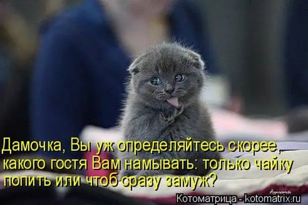 Лучшие котоматрицы