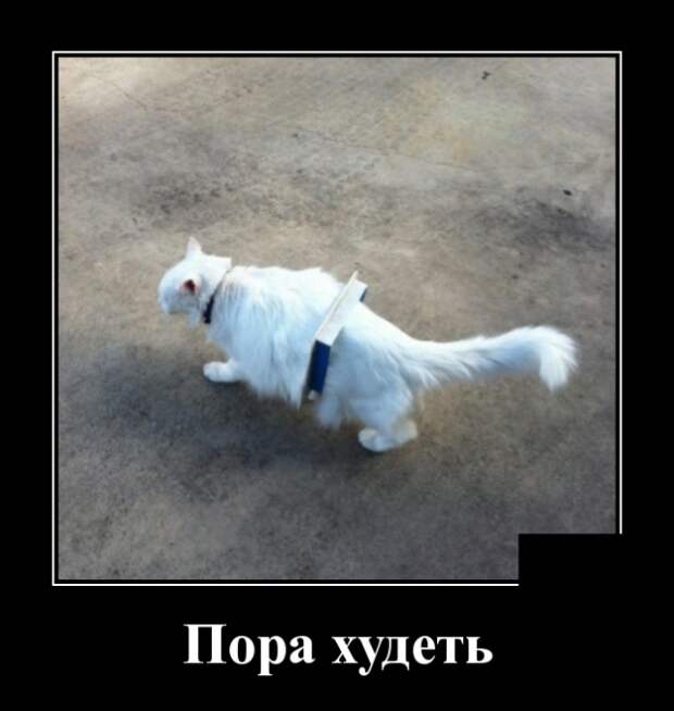 Демотиваторы (30 фото)