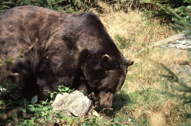 На Камчатке начали поиски браконьеров, расстрелявших трех медведей с вертолета