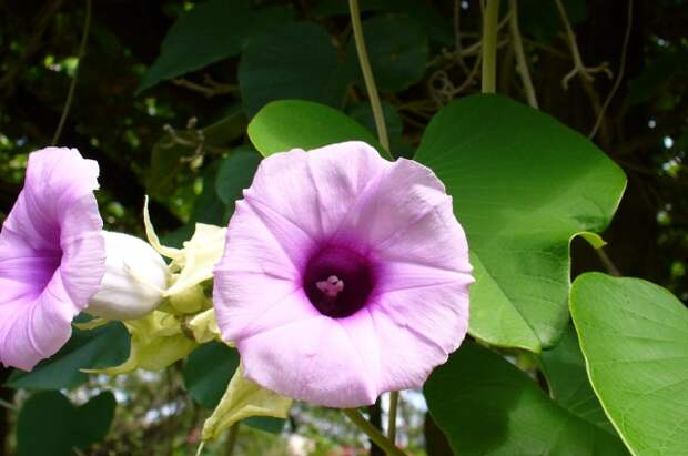 Юрист Леонова: в России за посев гавайской розы грозит уголовная ответственность