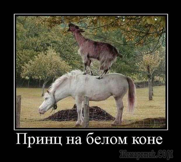 Шутки со страниц интернета