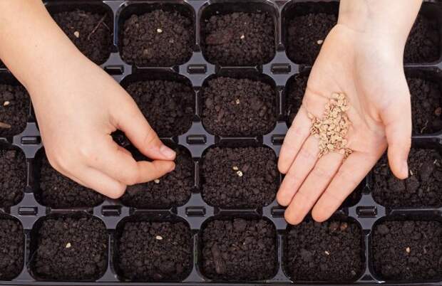 Child hands spreading seeds into germination tray - spring sowing closeup